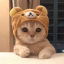 Ikona Catpvp